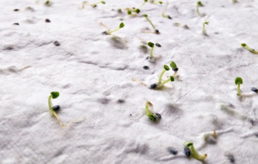 Logo trade corporate gifts image of: A5 wildflower seed paper sheet