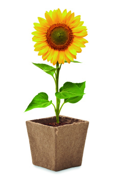 Logotrade promotional product image of: Sunflower growing kit