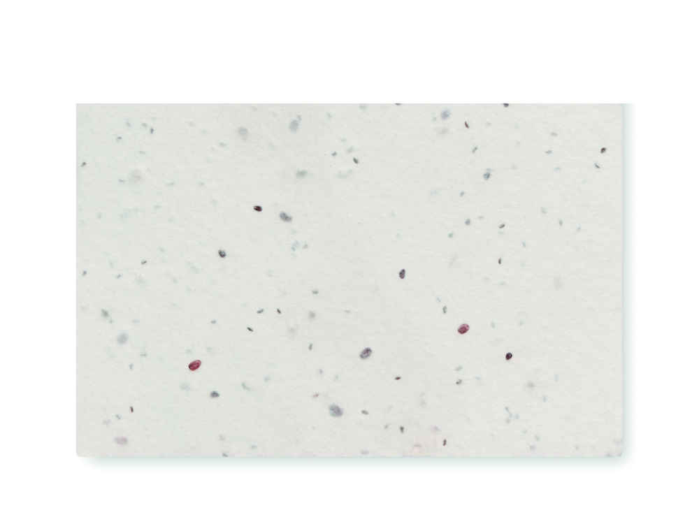 Logo trade promotional item photo of: Wildflower seed business card.