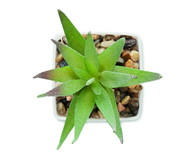 Логотрейд pекламные продукты картинка: Mini artificial plant