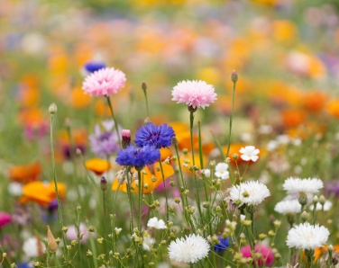 Logotrade kampanjprodukter bild: A4-ark fröpapper vildblommor