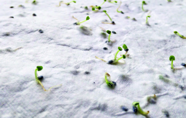 Logotrade reklamprodukter bild: Visitkort för vildblommafrön.